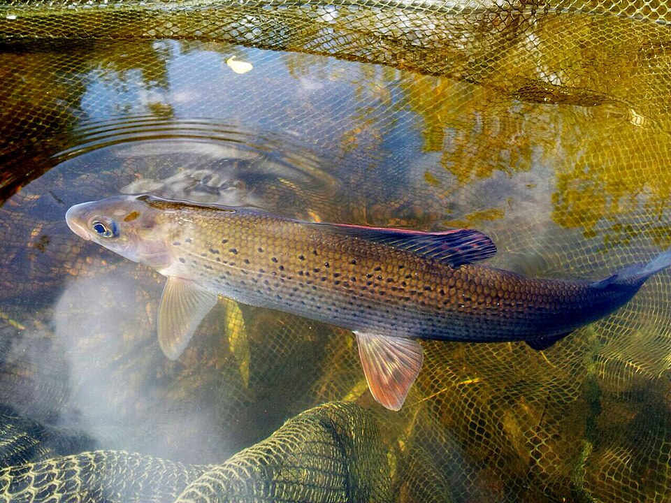 Harjus (valokuva)
