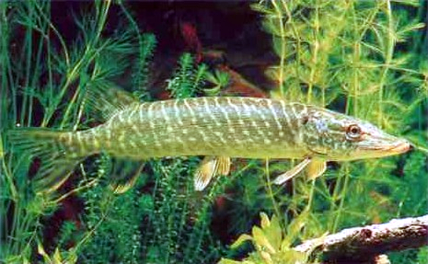 Hauki (valokuva)