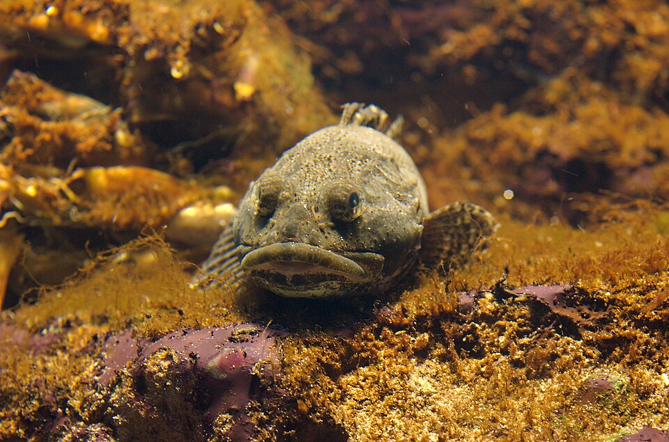 Isosimppu (valokuva)