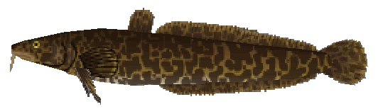 Made pelissä
