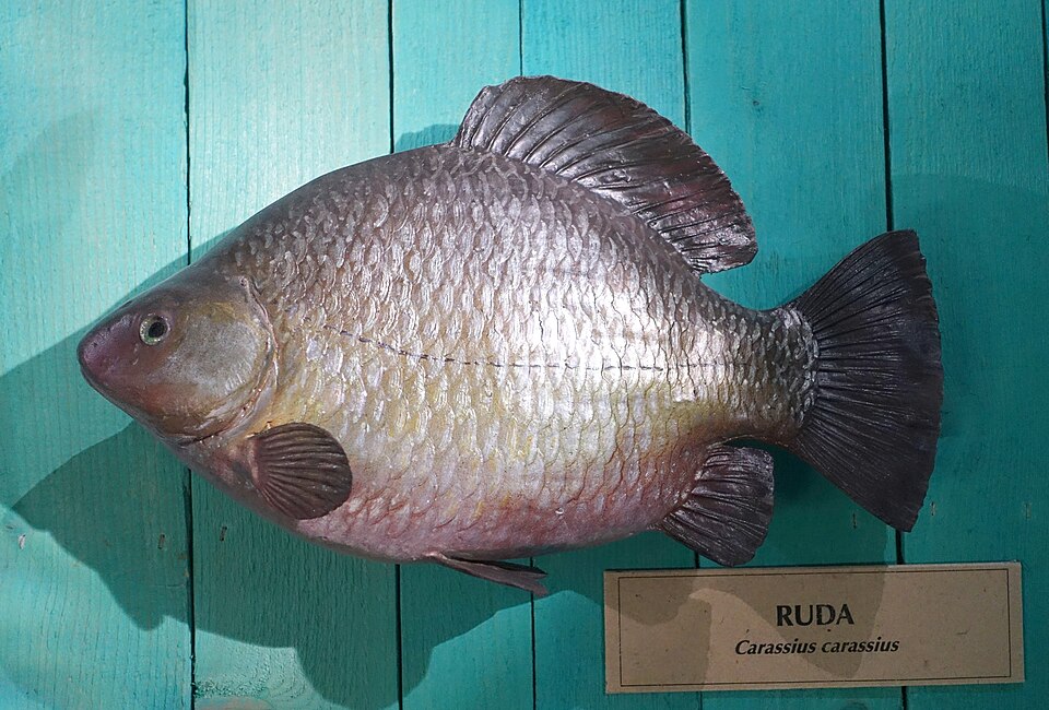 Ruutana (valokuva)