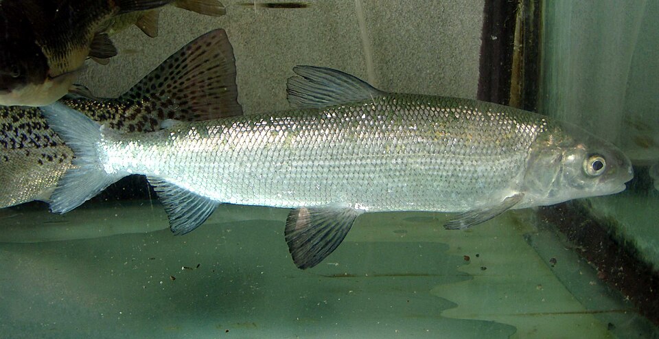Siika (valokuva)