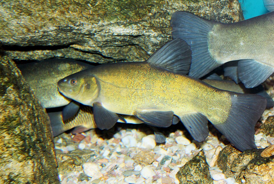 Suutari (valokuva)