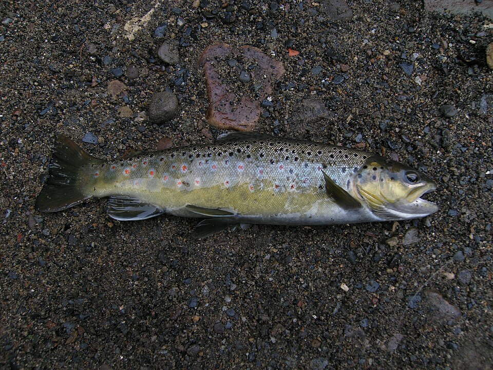 Taimen (valokuva)