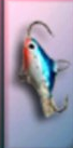 Patula